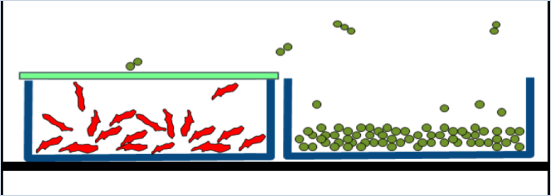 Trays for freeze-drying: one of them covered with membrane and the other with fluffy flyout