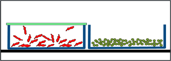 Trays for freeze-drying: one with membrane cover, one without cover